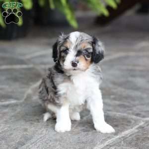 Lane, Cavapoo Puppy